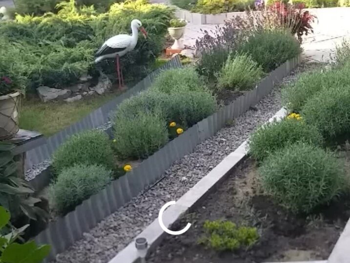 Грядки с лавандой