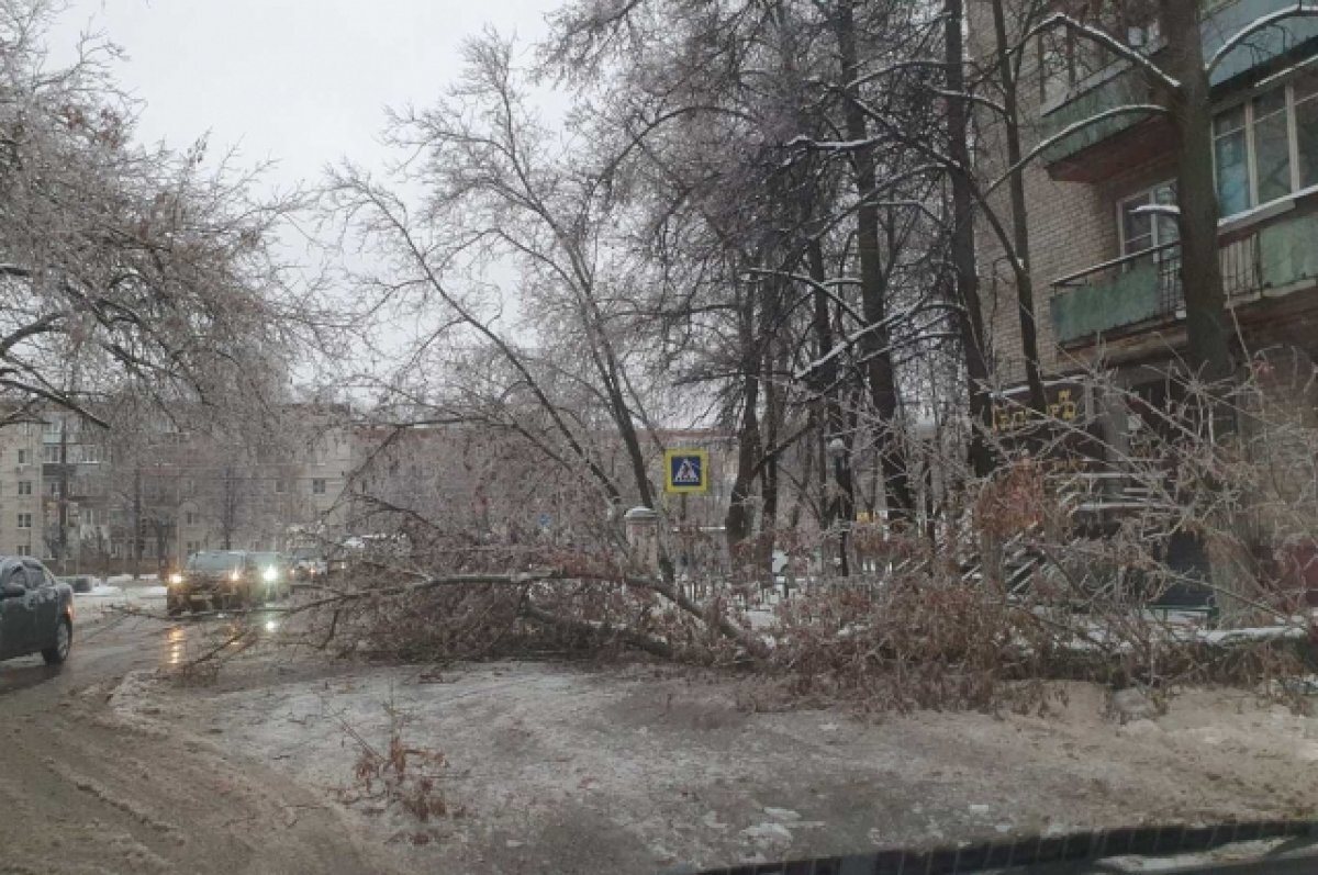   Более 70 деревьев упало из-за ледяного дождя в Нижнем Новгороде