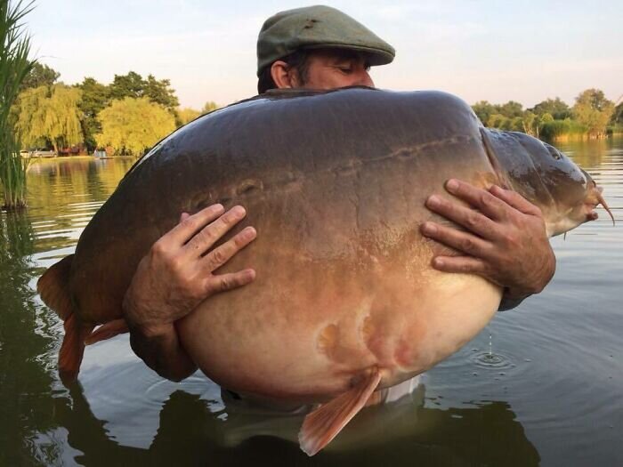 Источник: https://www.reddit.com/r/AbsoluteUnits/comments/u3ejp2/chonky_carp/