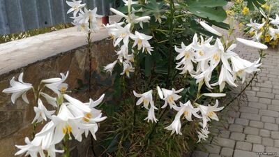 Около музея истории в Судаке. Фото автора