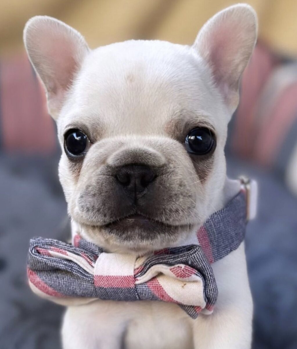 Бантик тоже нужно было добавить 