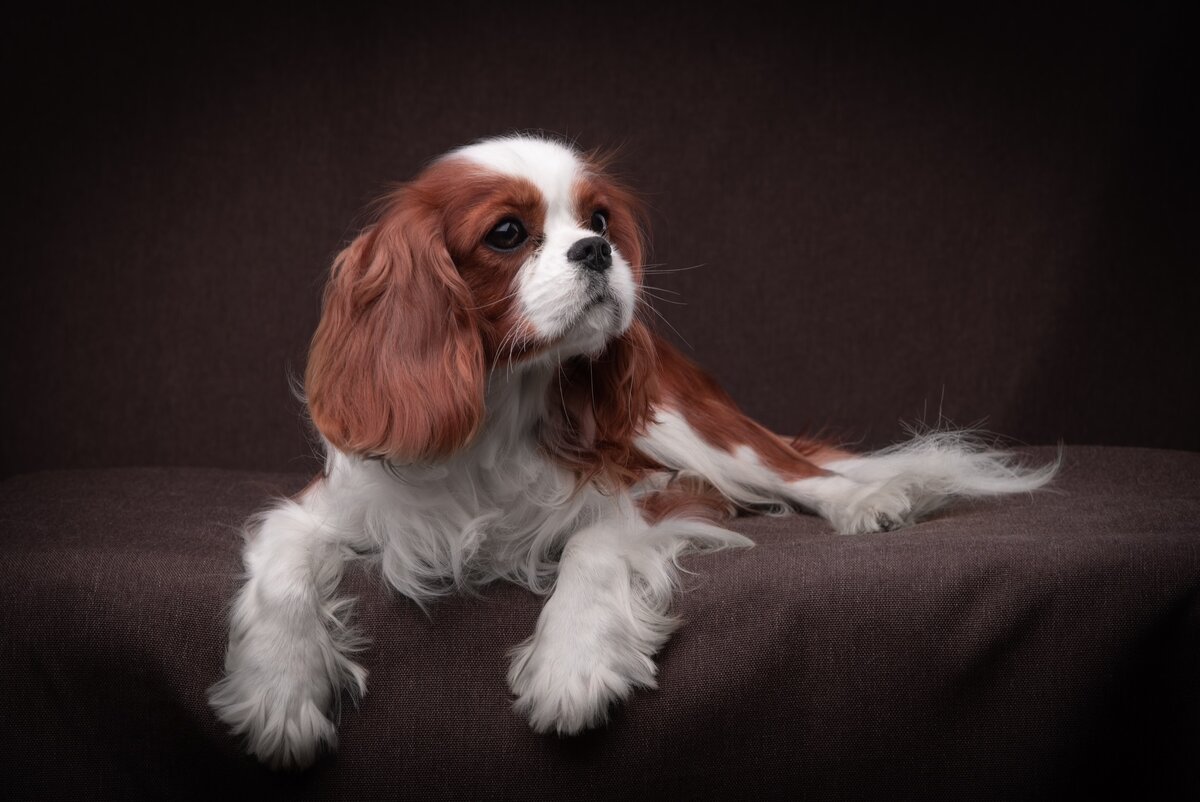 VERNARDO LUINI DLYA TOTEMGUARD 