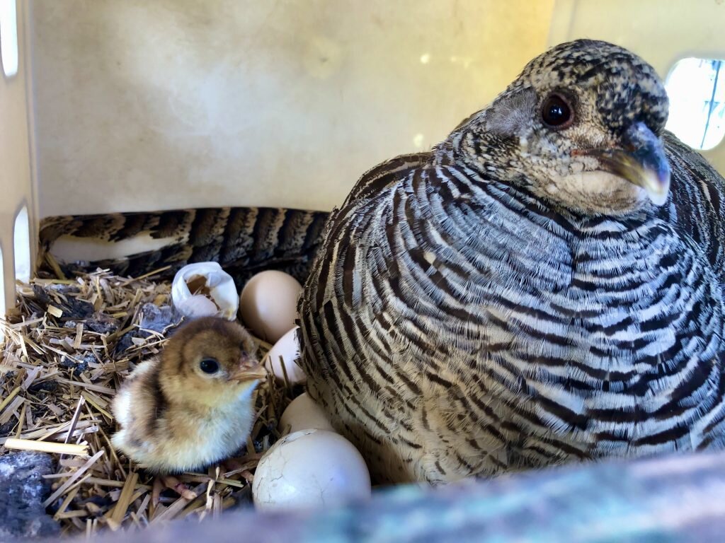 инкубация яиц фазанов