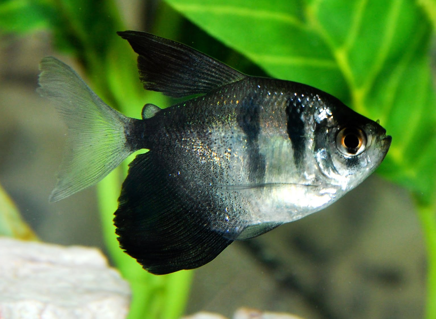 Черная тетра (Gymnocorymbus Ternetzi)