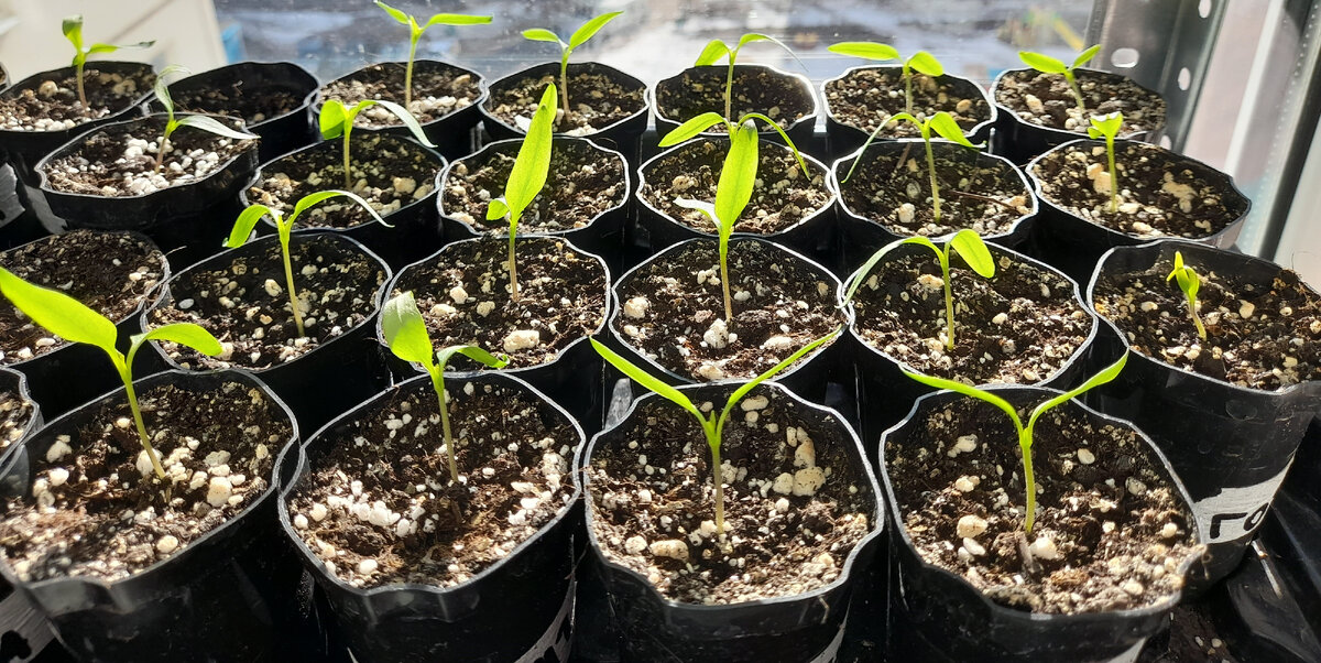 Рассада перца, 2022 год