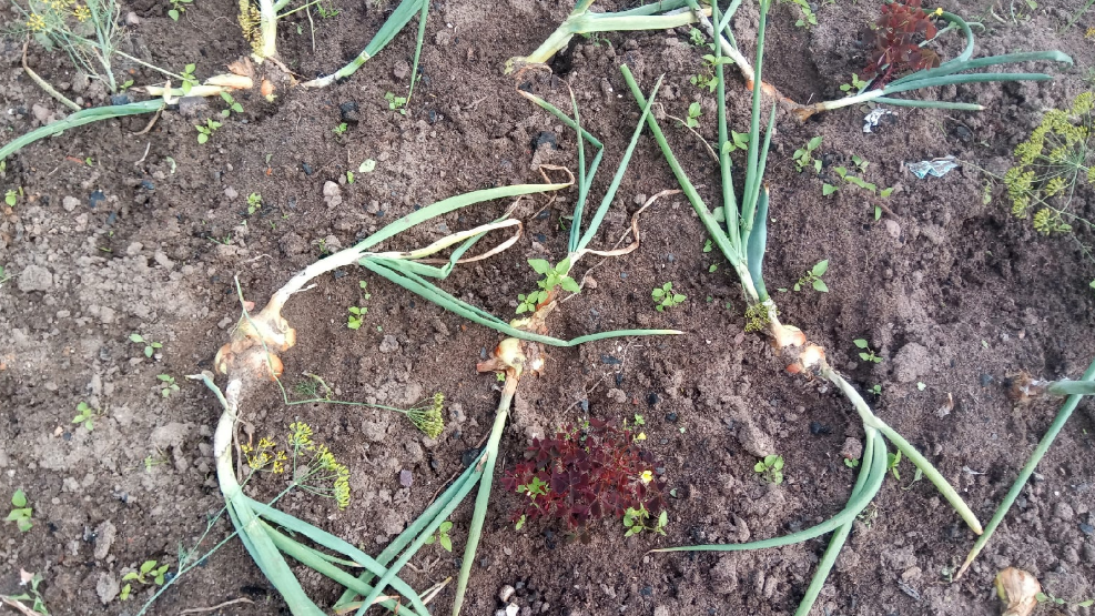 Химические препараты от луковой мухи. Средство от луковой мухи. Керосин от луковой мухи. Лук полив нашатырем. Лук батун ростки.