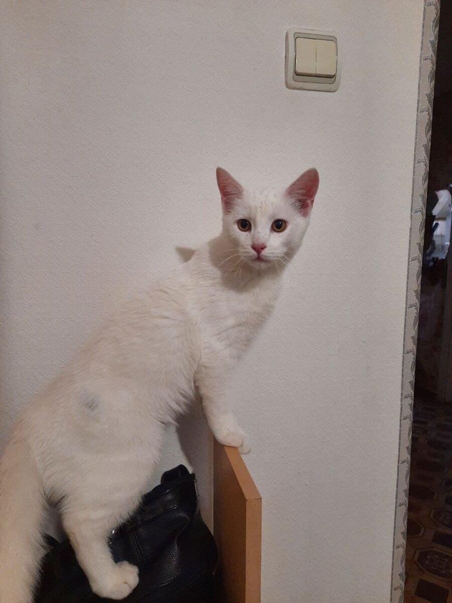 Зефир залез повыше: "Что это там происходит?" 