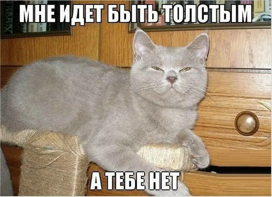 Бывший шел. Жирный кот мемы. Мемы с толстыми котами. Я толстый кот. Смешные толстые коты с надписями