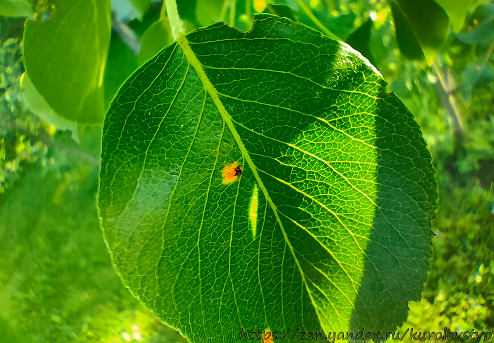Лист груши пораженные ржавчиной