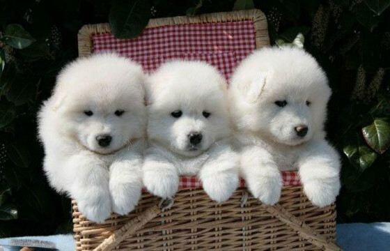 Самоед Цена: 8 тысяч долларов
