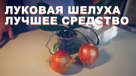 Хорошее удобрение для орхидей.Японское удобрение.Как реанимировать орхидею. Новая орхидея.