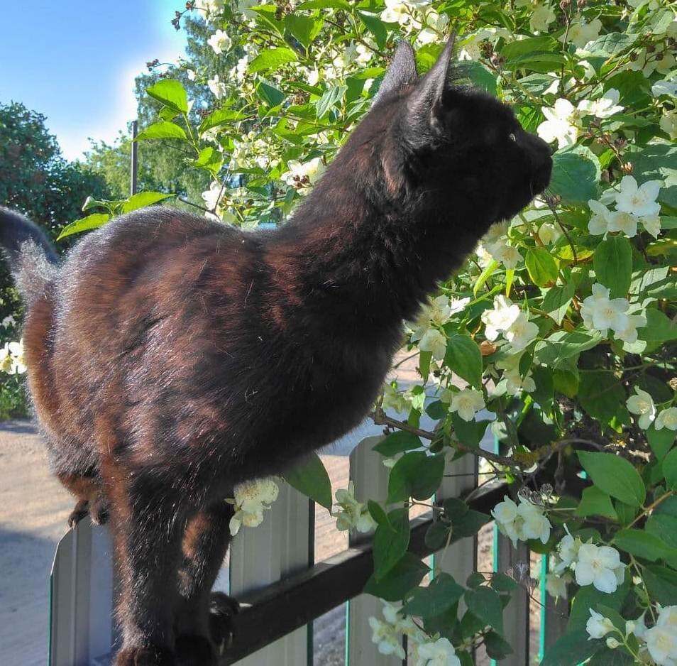 На кусте жасмина высматривает птичек.