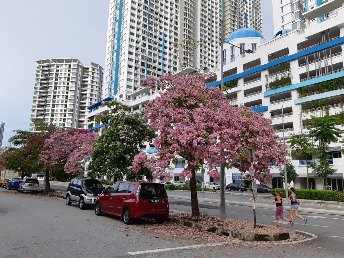 В период буйного цветения деревьев на нашей улице. Улица, кстати, называется Пинанг.