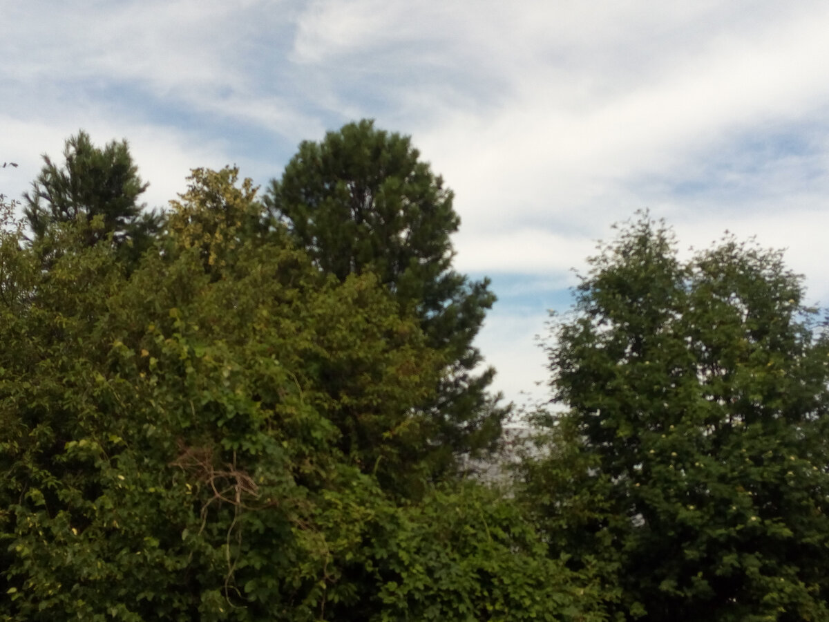 Это кедры и липы, которые посадил муж на нашей самой первой даче. Сегодня там отлаживают все дачное хозяйство зять, дочка и сваты. Младшая дочка пока больше занята с малышами, но все же старается что-то сделать в этом виде дачного "искусства". 