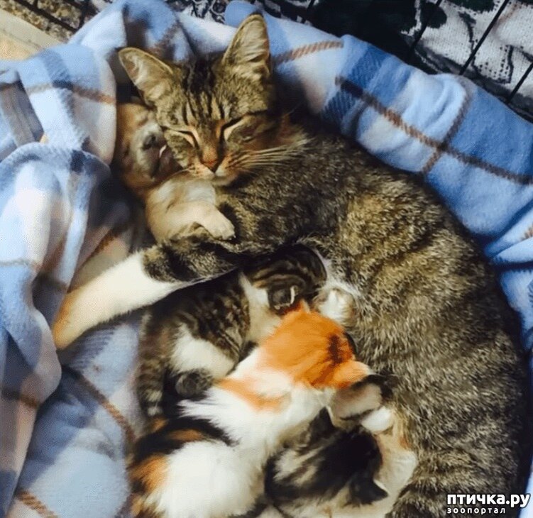 Котята с мамой. Милая семейка кошек. Семья котиков. Коты в ряд. Семья кошек.