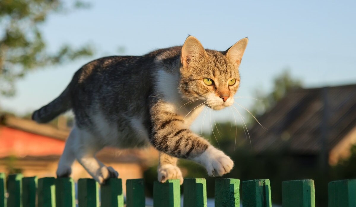 Чем дворовые (живущие в хозяйстве, частном секторе) коты и кошки отличаются  от уличных и чисто домашних – 7 пунктов | Заметки зооработника | Дзен