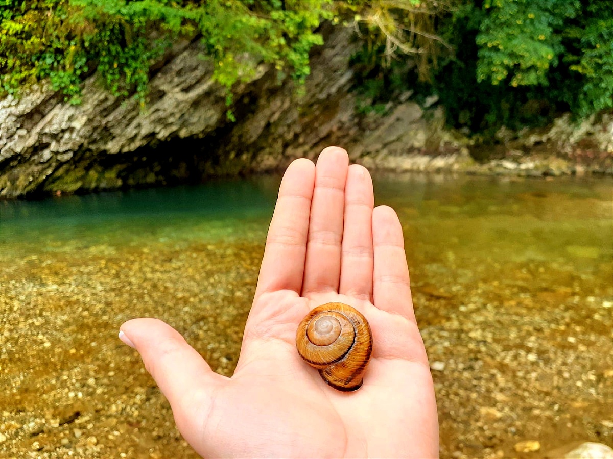Виноградная улитка, коех тут полно 