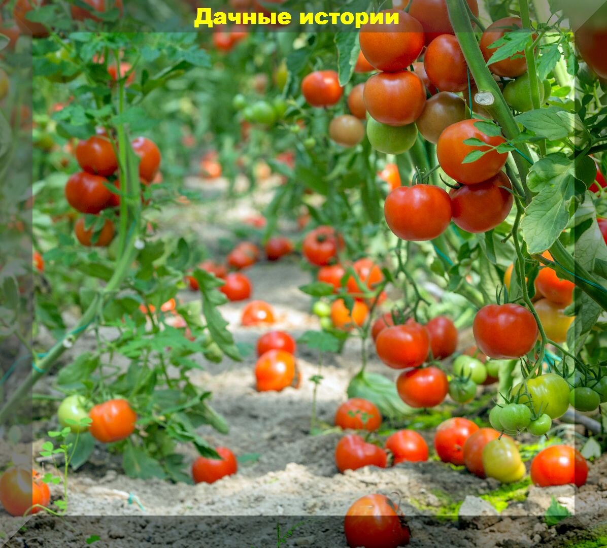 https://vk.com/photo-159774511_457248519