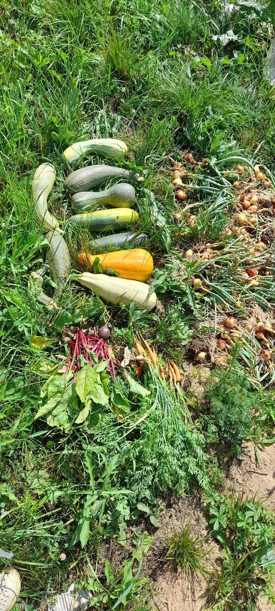 Лук оборвала, на балконе посушу и в коробку уберу.