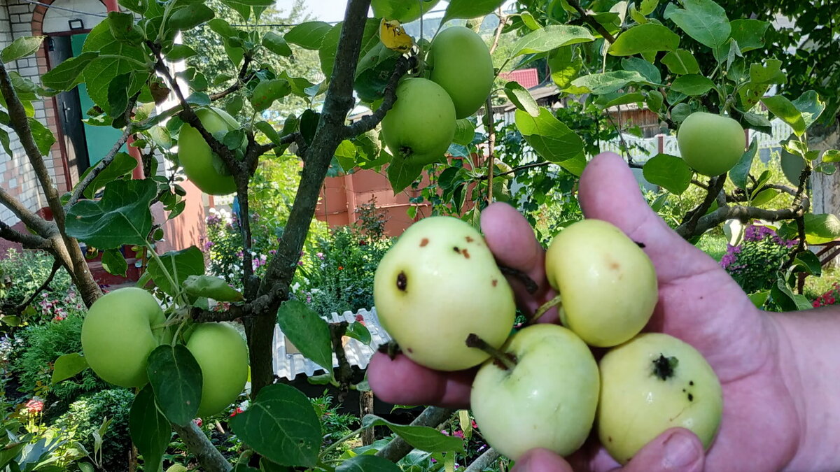 Наглядный пример с яблоками.