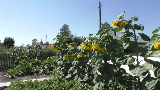 Подсолнечник Лакомка на моем огороде, 6 августа.