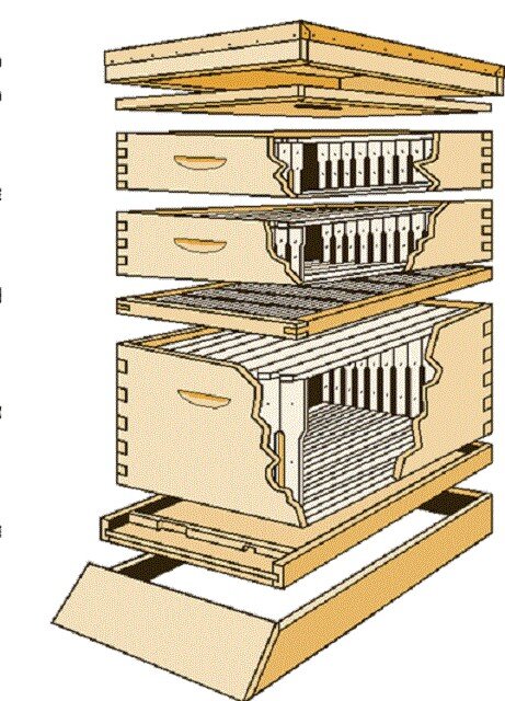 улей Лангстрота -Рута яндекс картинки