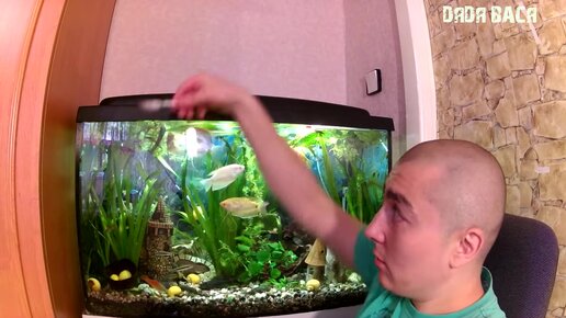 Кормление рыбок! Как правильно кормить аквариумных рыбок сухим кормом ...