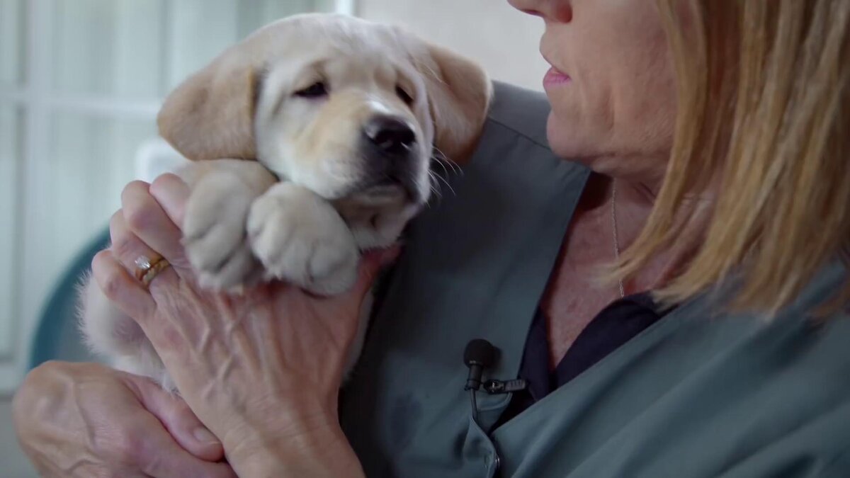 щенячья школа