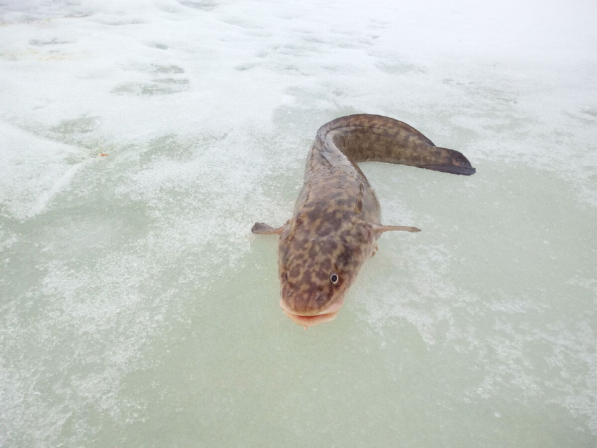 Налим. Р. Иртыш. Фото из личного архива.