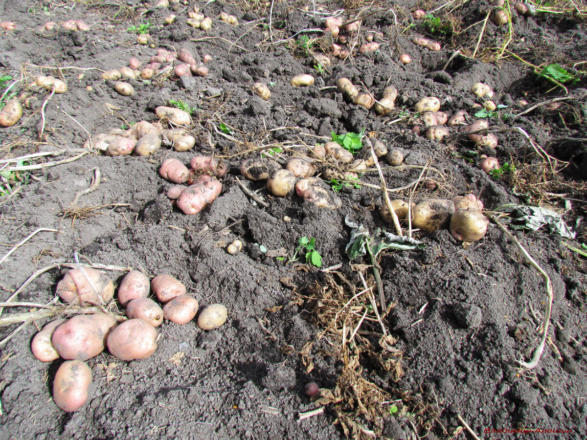 Фото из архива Алёшиных