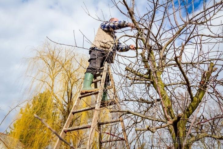 Быстрорастущие кустарники для дачи: 10 видов