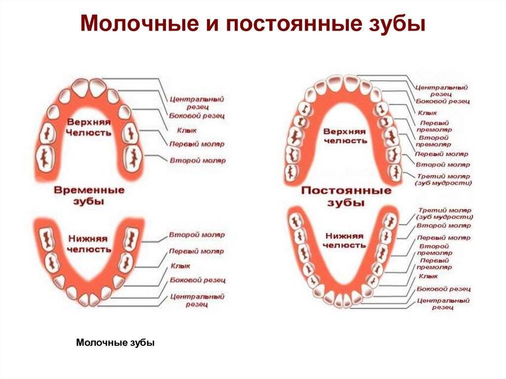 Сколько зубов должно вылезти. Как отличить коренные зубы от молочных. 5 Зуб снизу коренной. 4 Зуб снизу молочный или нет. Как различить молочный от постоянного зуба.