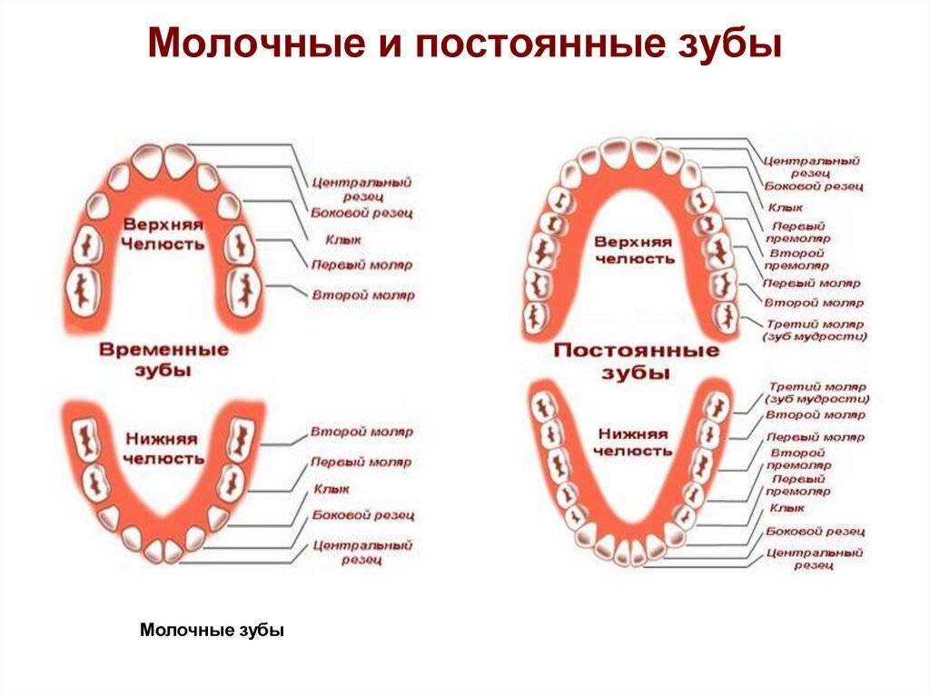 Смена молочных на постоянные