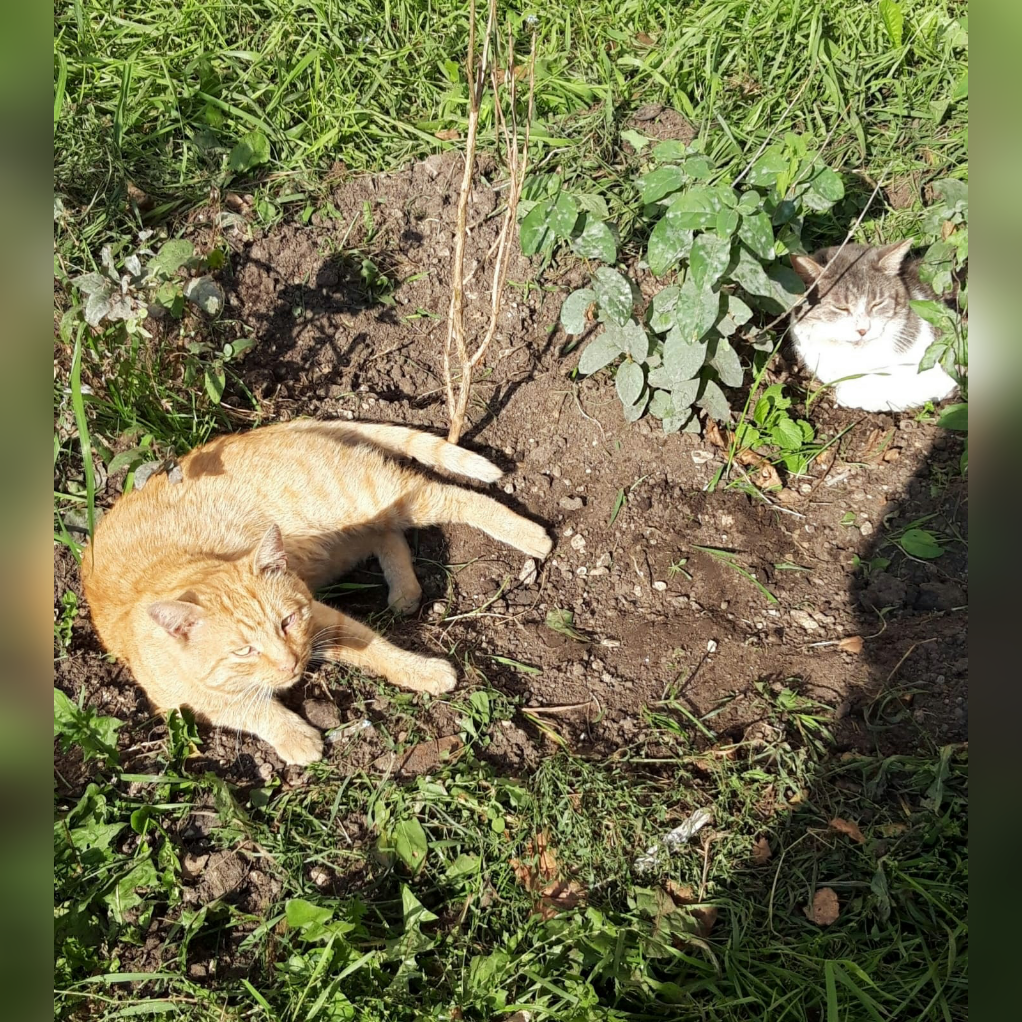 Пряникус и Бубликус.