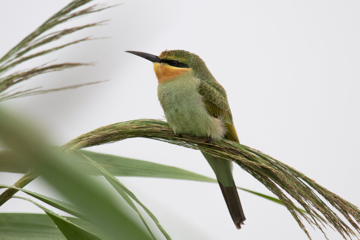 Зелёная щурка - eBird