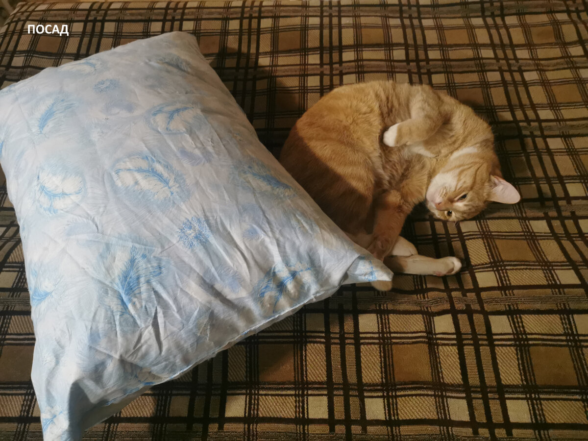 Кот вполне одобрил подушку и даже согласился спать на ней. Но ему разрешили только полежать рядом. Тяжела кошачья доля!