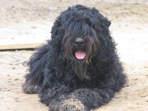 АВТОРСКАЯ СТАТЬЯ МИХАИЛА СИВАКОВА, ВЛАДЕЛЬЦА ЧАСТНОГО ПИТОМНИКА " С ВОЛЧЬЕЙ ЗЕМЛИ"
********************************************************************************************************************************

Фландрский Бувье - порода на удивление редкая для Северо-Запада России, да и в целом для России . Хотя по своим пользовательским и физическим качествам он, как никакая другая рабочая порода, подходит для нашей страны. Это некоммерческая порода собак, собака- работяга, собака-телохранитель, собака- охранник и просто умница! История фландрского бувье насчитывает более трех столетий. Поэтому когда говорят, что фландрский бувье похож на Ризеншнауцера или Черного терьера, то это плевок в сторону героя. Все наоборот, первоисточником для выведения и Черного терьера, и Ризеншнауцера служил как раз Фландрский Бувье!

Фландрский бувье- прекрасно обучаемая собака. Очень подвижна, всегда демонстрирует готовность сопровождать хозяина во всех его передвижениях, даже в походе с любимого дивана на кухню- к холодильнику. Шутка! Но как в каждой шутке есть доля шутки, так и здесь правда в том, что фландрский бувье испытывает острую необходимость постоянно, ежеминутно быть рядом с любимым хозяином. В этом счастье и смысл жизни этой СОБАКИ.

Бувье очень отзывчив на дрессировку. В Европе, где уделяют основное значение именно рабочим качествам фландрского бувье, регулярно большое количество наиболее талантливых представителей этой породы, учавствуют в международных соревнованиях по IPO. Проводятся такие соревнования очень зрелищно, собирая множество заинтересованных зрителей. К слову заметить, в нашей стране нет ни одного международного чемпиона по IPO. И это несмотря на наличие в нашей стране хотя и небольшого, но все-же поголовья, насчитывающего не один десяток собак. Есть в России и Национальный Клуб породы Фландрского бувье, и моно-питомники, которые называют себя ведущими, супер-пупер первыми, но видимо и им это не по плечу. Их работа с породой дальше шоу-выставок не двигается, превращая сурового и сильного пса в гигантского пуделя. На это есть и объективные причины, например такие, как наша вечная проблема «пробить» землю под дрессировочную площадку, дикая коррупция в стране, нищета населения. Но все же главная причина- лень и недооценка необходимости иметь в семье умную, управляемую и социально адекватную собаку-друга, полноценного члена семьи. Это задача решаемая, но ценой времени и собственных физических и эмоциональных усилий. А на это пока мало кто готов! Очень надеемся, что ситуация измениться в лучшую сторону, а главное, чтобы к этому прекрасному дню не потерять породу фландрский бувье. Да и не только ее.

Мне нравится фландрский бувье старого типа с купированными ушами и хвостом. Когда смотришь на такую собаку, не возникает сомнения, что перед тобой серьезная защитная и охранная собака.

Бувье, как правило, сангвиник. Собака моментально включается в игровой процесс и также быстро успокаивается. Это ценнейшее качество для подготовки фландрского бувье как собаки- телохранителя.

У бувье жесткая густая шерсть. Два- три раза в году необходимо собаку подстригать. При этом совсем необязательно воспроизводить шоу-стрижку. Главное, чтобы кожа имела возможность дышать и сохранять здоровое состояние, шерсть была свободна от колтунов и собака выглядела опрятно. Глаза должны быть открыты от нависающей шерсти, это правило гигиены глаз. Фландрский бувье обожает, когда его расчесывают. Все-таки круглогодично носить такую серьезную шубу- дело нелегкое. Доставьте своему любимцу такое удовольствие- причешите его раз-два в неделю. И собачка будет счастлива, и шерсть всегда в порядке! Не относитесь к уходу за собакой, как к скучной и тяжелой работе. Считается, что расчесывая шерсть крупной собаки, вы касаетесь теплой собачьей кожи и таким образом энергетически заряжаетесь и обмениветесь, отдавая свои тяжелые мысли, переживания и получая взамен положительный заряд в виде позитивного настроения и отличного самочувствия. Освобождаясь от гнета отрицательных эмоций, вы повышаете свой иммунитет. Есть статистика, хоть и неподтвержденная, что люди, имеющие крупных собак и любящие их как членов семьи, живут долго и радостно.

К плюсам в содержании породы фландрского бувье относится и то, что собака не линяет. Старую умершую шерсть нужно удалять руками, выщипывая ее по поверхности туловища.

Содержание фландрского бувье имеет несколько важных моментов, соблюдение которых чрезвычайно важно для правильного формирования психического и физического здоровья собаки. Если собака живет на территории загородного дома, то она должна находиться на свободном выгуле. Ни в коем случае не сажайте ее на привязь. От некоторых владельцев приходится слышать оправдание, что, мол, забор неустойчив, боимся, что собака может уйти. Но, приобретая любую крупную охранную собаку, нужно о заборе побеспокоиться в первую очередь.


Фландрский бувье любит свободу. Обладая исключительным интеллектом, он прекрасно оценивает ситуацию и ведет себя в соответствии с реальностью. Но, это при условии хорошей наследственности и правильного воспитания щенка. С собакой можно спокойно гулять без поводка, т.к. фландрский бувье не обладает повышенной агрессивностью или безумной активностью. Он всегда находится в поле зрения хозяина. Даже если фландрский бувье проживает на свободном выгуле на улице, он все-равно должен быть вхож в дом, в доме он должен хорошо ориентироваться. Тогда сложатся правильные и здоровые отношения между собакой и семьей. В противном случае характер начнет портиться. Собака станет ворчливой, подозрительной.

Фландрский Бувье- скотогонная порода. Поэтому ее испокон веков использовали в хозяйстве в качестве пастуха, сторожа, защитника, да иногда и вместо лошади. Впрягали в повозку и перевозили грузы европейские крестьяне в 17-19 веках. Хочется напомнить и о героической странице в истории породы. В годы Первой и Второй Мировых войн фландрский бувье служил людям как медбрат и как подрывник, ценой собственной жизни.

Так как фландрский бувье исторически всегда в своей повседеневной жизни взаимодействовал с другими домашними животными, то и современный бувье очень терпимо относится к домашней живности. Маленькой собачке теплая шкура фландрского бувье понравится как теплый коврик. А он не станет против этого возражать. И кормом из своей миски с ней поделится. С таким БОЛЬШИМ БРАТОМ маленькая собачка будет чувствовать себя в безопасности. Если же в семье уже есть крупная собака с сильным доминантным характером, то нужно провести тестирование. Фландрский бувье- лидер по натуре и всегда готов померяться силой с конкурентом на хозяйское внимание.

Фландрский бувье- собака оптимального размера для содержания в семье. Это не гигант, но из-за своеобразной внешности выглядит очень мужественно. Зимой , засыпанный снегом, фландрский бувье напоминает медведя. Зима ему не страшна. Даже серьезные морозы 25-35 градусов, он переносит хорошо. Наш регион известен как очень неприятный с точки зрения климатических особенностей. То сырость, то мороз. И мороз, и жара переносятся очень тяжело, так как воздух имеет высокую влажность. Тем более ценен фландрский бувье, что это та редкая порода, которая и охранник отличный, и друг верный, и помощник незаменимый, и по физическим возможностям идеально подходит для содержания в суровых климатических условиях России.

Фландрский бувье собака-компаньон. Очень любит автомобиль, воспринимает его как второй дом. Поездка с хозяином на любые расстояния для фландрского бувье лучшее времяпрепровождение! Это и работа, и отдых, и возможность тесно пообщаться с любимым хозяином.

Тот, кто волею судеб, имел возможность владеть фландрским бувье или просто близко общаться с ним, оценил огромные и неоспоримые достоинства это собаки. Мы, являясь патриотами этой породы собак, в меру своих сил и возможностей рассказываем о ней и готовы консультировать будущих владельцев. Желаем Вам узнать и полюбить фландрского бувье и никогда не разачароваться в нем!

Авторская статья . Автор - Михаил Сиваков

Кинологический питомник РКФ «С Волчьей земли»

http://bouver-ru.ru/home_1_3/
_________________
Будь вежлив со всеми, общителен со многими, фамильярен с некоторыми.
Франклин
Изображение
Изображение
Изображение
Моя страничка viewtopic.php?f=2&t=9&st=0&sk=t&sd=a
Полейте мое деревце http://treeofmoney.ru/193942