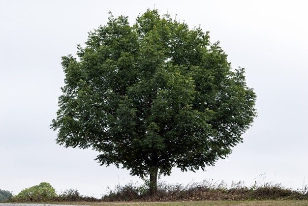 https://ru.freepik.com/free-photo/single-green-tree-on-clear-sky_17248794.htm#query=%D0%B4%D0%B5%D1%80%D0%B5%D0%B2%D0%BE&from_query=%D1%81%D0%B5%D0%BC%D0%B5%D0%B9%D0%BD%D0%BE%D0%B5%20%D0%B4%D0%B5%D1%80%D0%B5%D0%B2%D0%BE&position=11&from_view=search