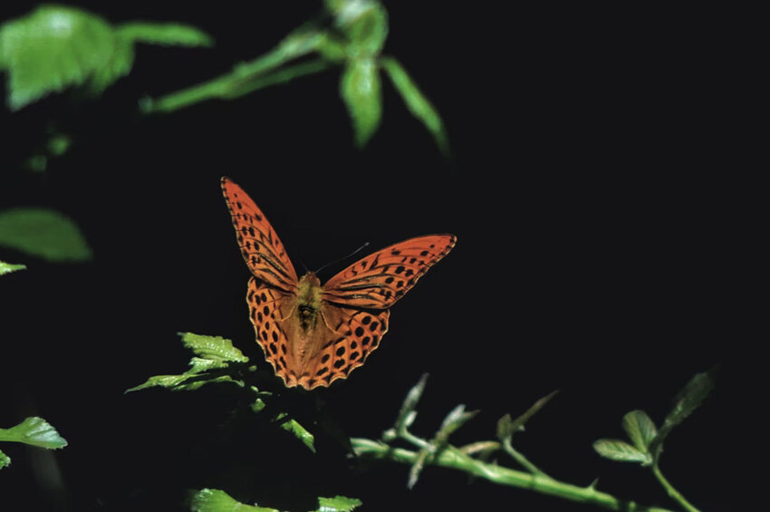 Источник — https://unsplash.com/photos/MPTWo7LpSGQ