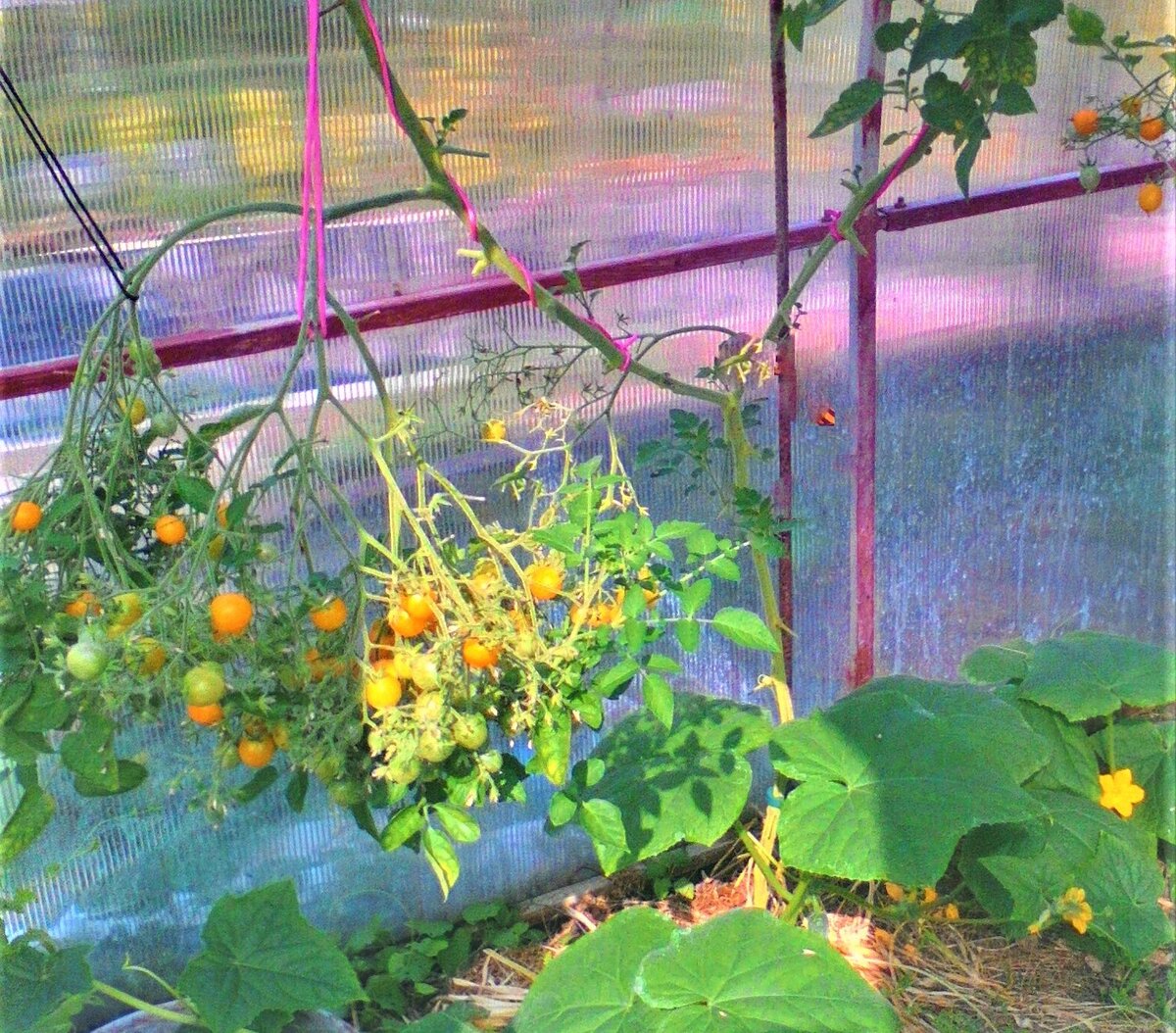 нижние кисти уже частично обобраны, 