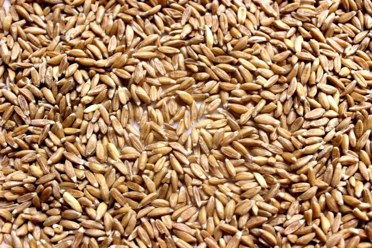пшеница для диабетиков. пшеница с ломким колосом. злак полбы 4 буквы. пшеница 3 класс. пшеница спельта.