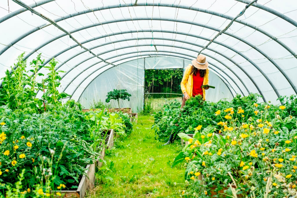 В чем отличие парника от теплицы