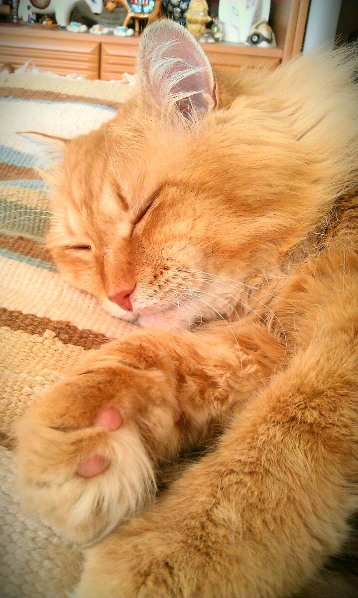 Лео. Фото из личного архива. 