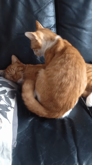 Тельцы своей любви остаются верны. 