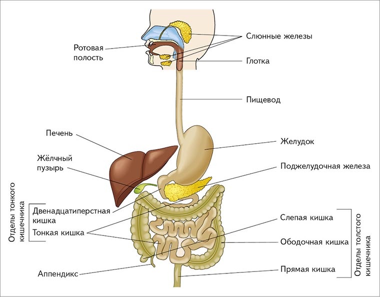 Схема пищеварительной системы человека