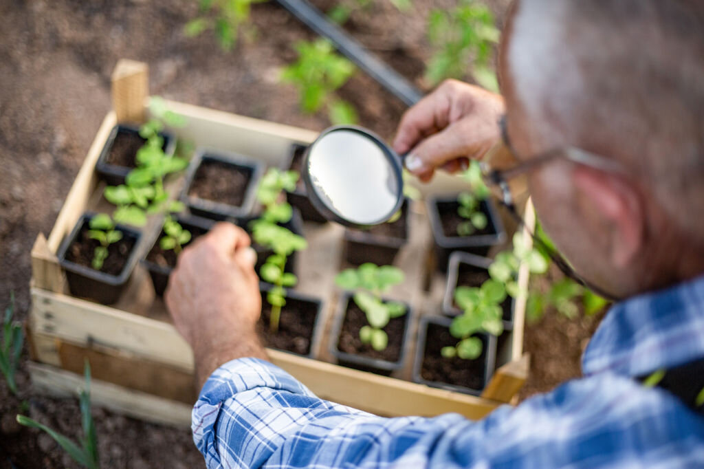 Выращиваем томаты
