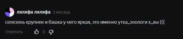 Комментарий под видео с селезнем серой утки. Видео я вставила в эту статью - сможете посмотреть его сами