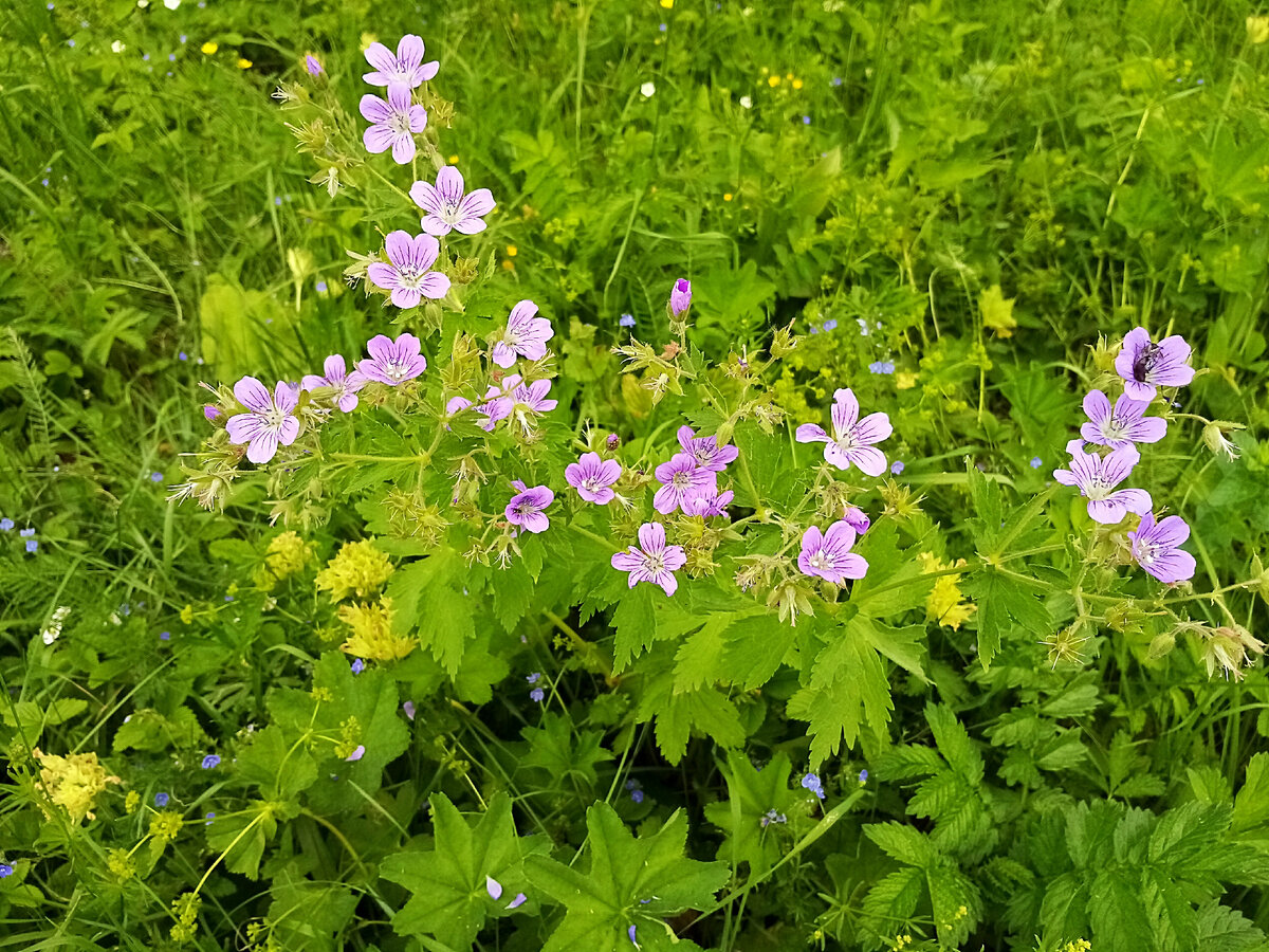 Как растет чай фото