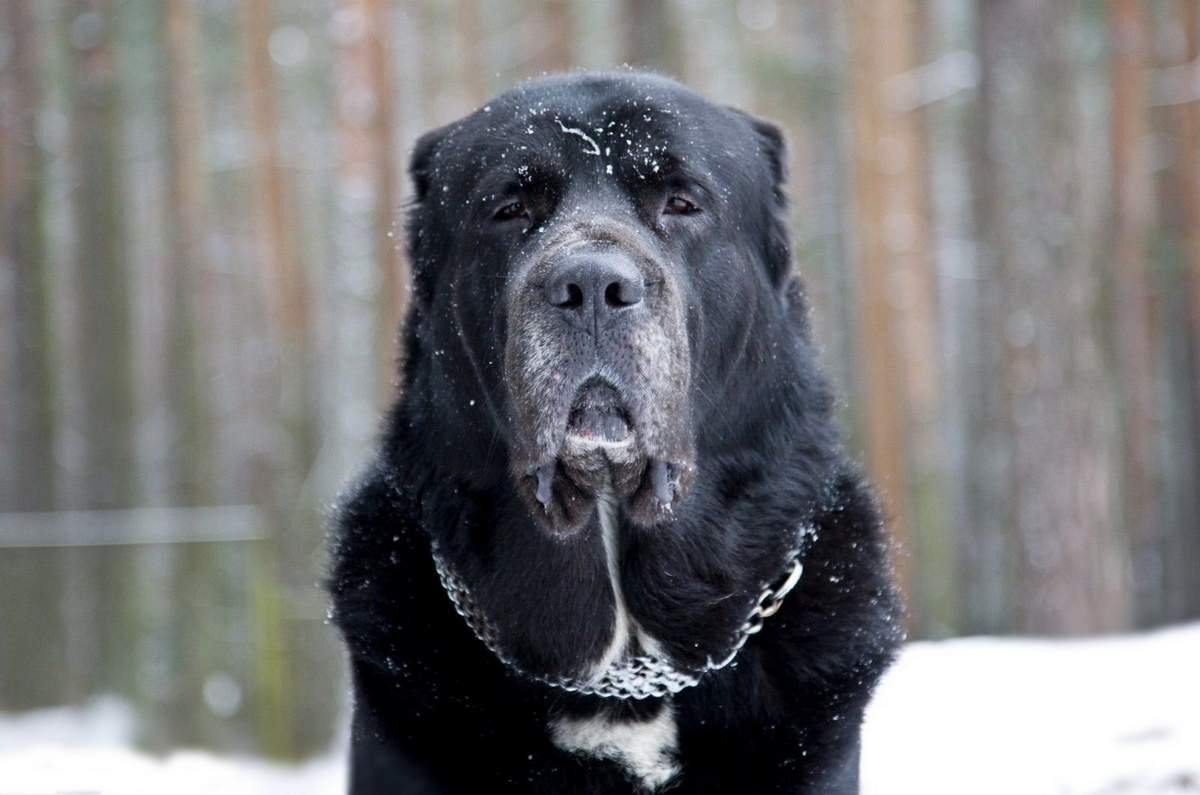 Среднеазиатская овчарка (Фото: https://kartinkin.net/17994-alabaj.html)