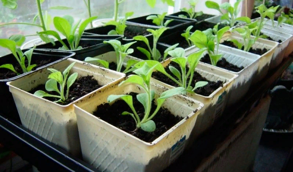 После пикировки рассада лучше развивается Источник фото: https://flowergarden.pro
